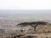 samotna akacja na tle Wielkiego Rowu Afrykańskiego