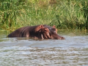 spotkanie z hipopotamem 