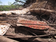 maniok i papryczki - suszą się na dachu