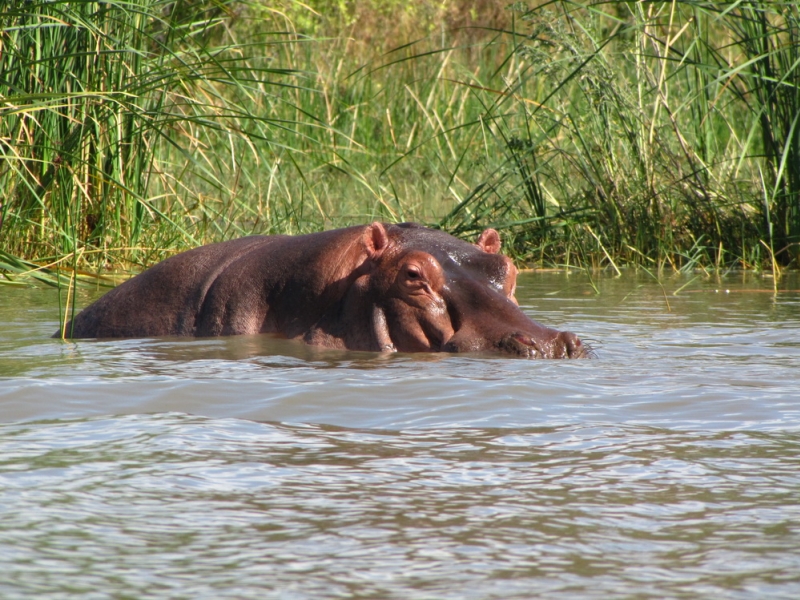 spotkanie z hipopotamem 