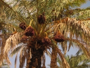 przejażdżka na wielbłądach po oazie - palma daktylowa 