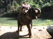 przejażdżka na słoniu po dżungli 