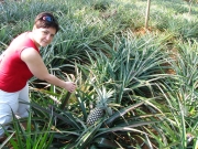 na plantacji ananasów