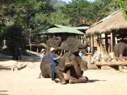 w szkole słoni 