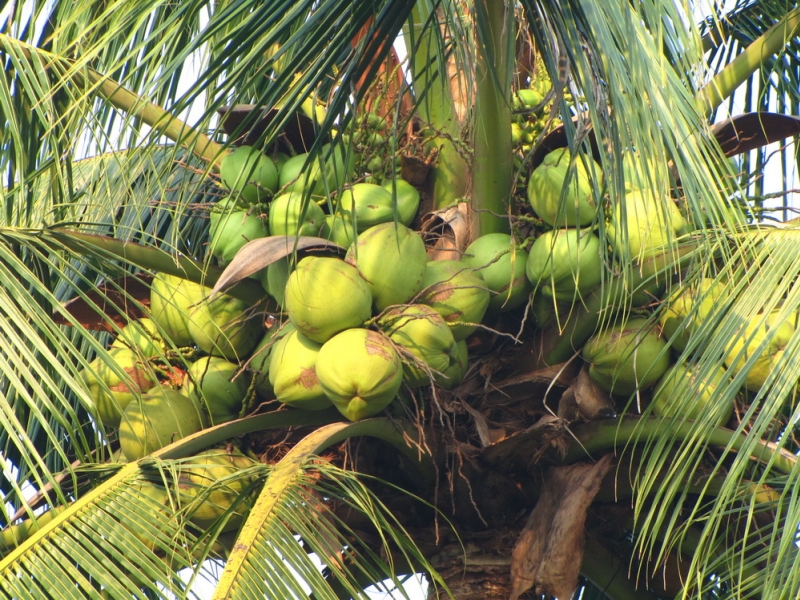 palma kokosowa 