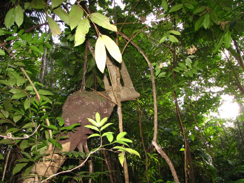 w dżungli - termity